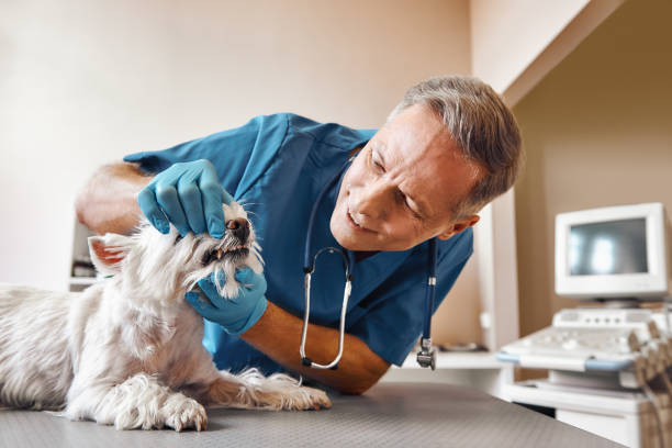 Best Emergency Tooth Extraction in St Croix Falls, WI