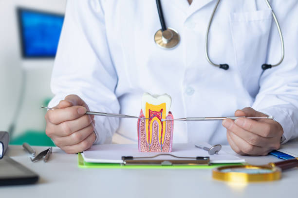Best Emergency Dental Care for Broken or Chipped Teeth in St Croix Falls, WI